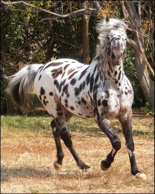 Maluti Tobys Many Moons - Appaloosa Sport Horse Stallion
